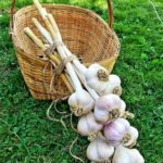 A Garlic Bunch Placed Above a Jute Basket