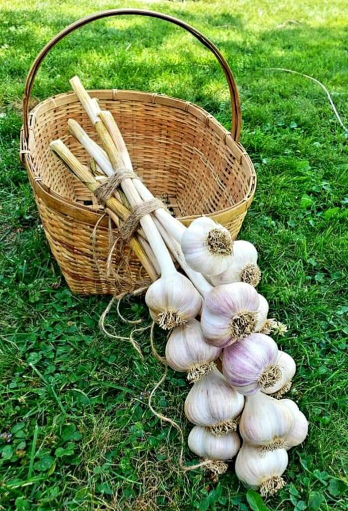 A Garlic Bunch Placed Above a Jute Basket