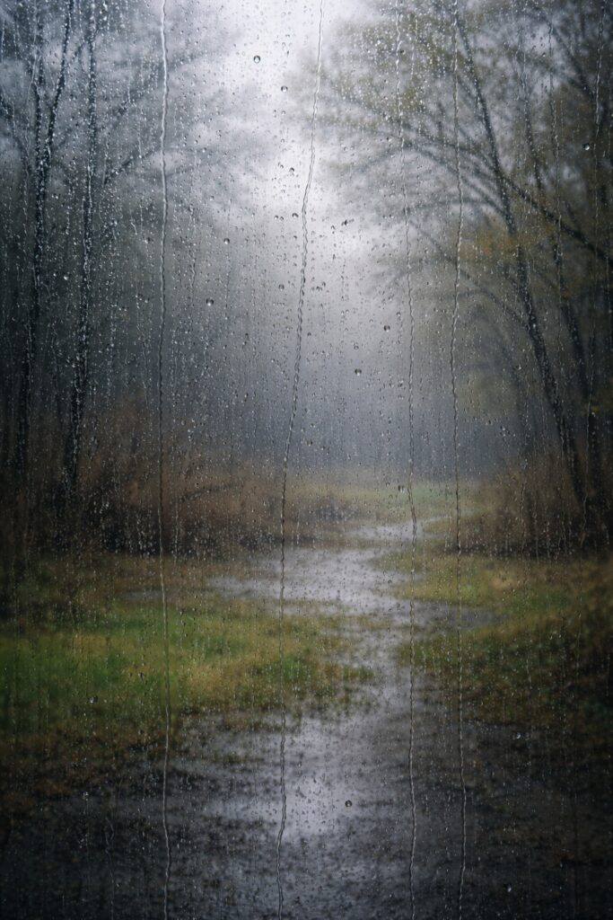 Rainy forest path viewed through window.
