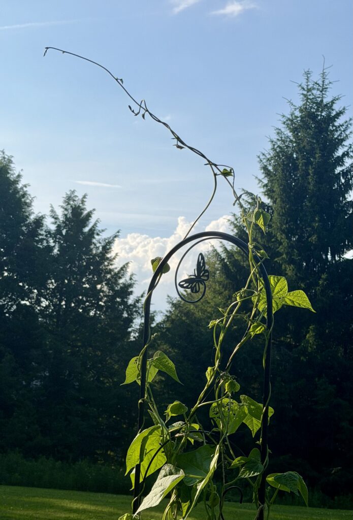 Climbing vine on trellis against sky