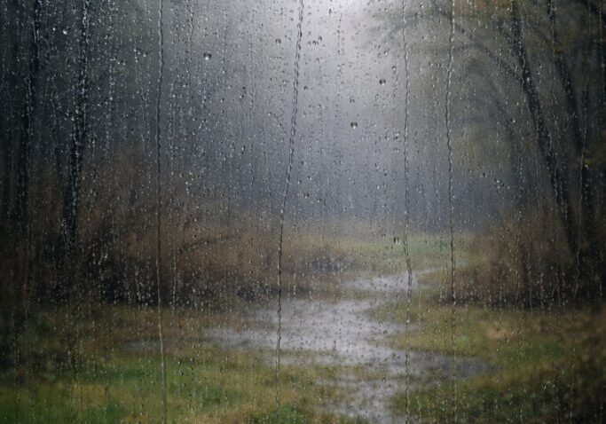 Rainy forest path viewed through window.