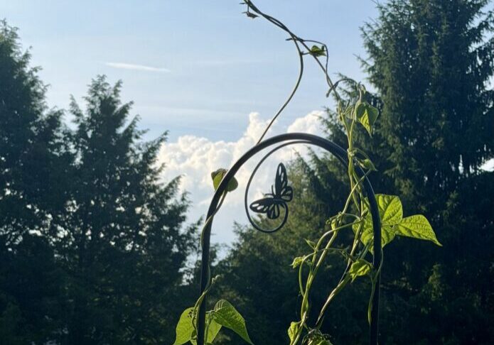 Climbing vine on trellis against sky