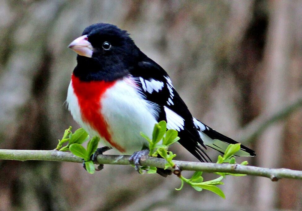 Rose-Breasted Grossbeak (Male) 2013 IMG_7752 H