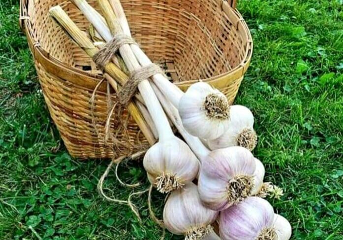 A Garlic Bunch Placed Above a Jute Basket