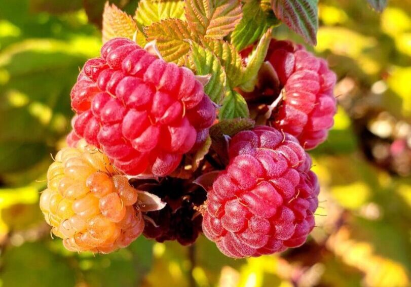 rasberries